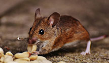 24 Hour & Emergency Exterminators in Portland, CO